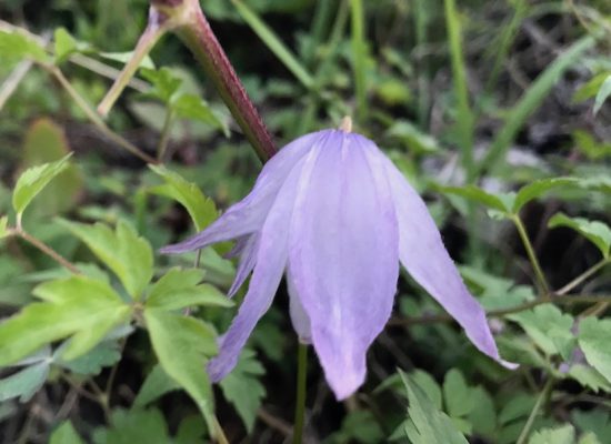 Nodding purple flower