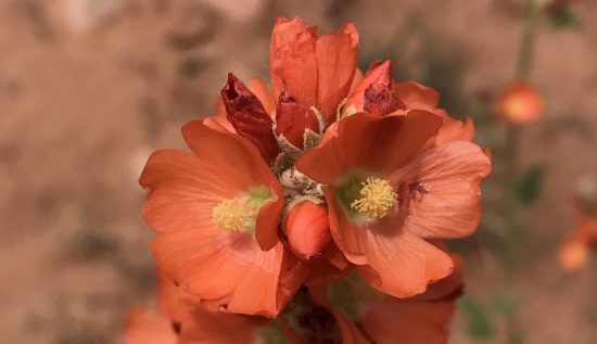 Orange Desert Flower