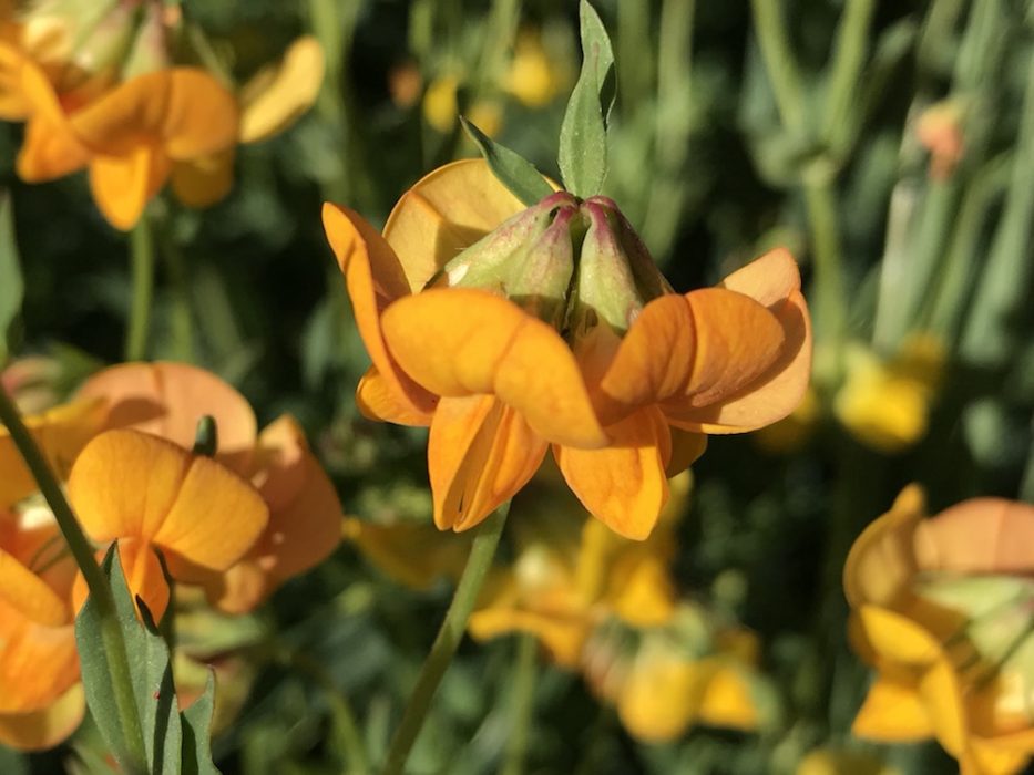 orangepeashapedflower Colorado's Wildflowers