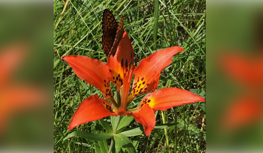 Wood Lily | Lilium philadelphicum | Colorado Wildflower