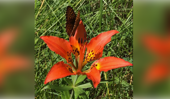 bright orange spotted lily