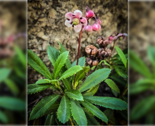 Pipsissewa