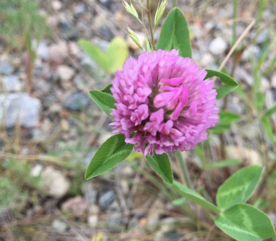 Pink Clover Colorado Wildflower