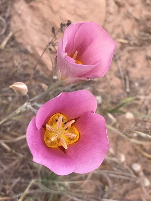 pink sego lily Colorado's Wildflowers