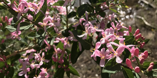 Thin Pink flower on Bush