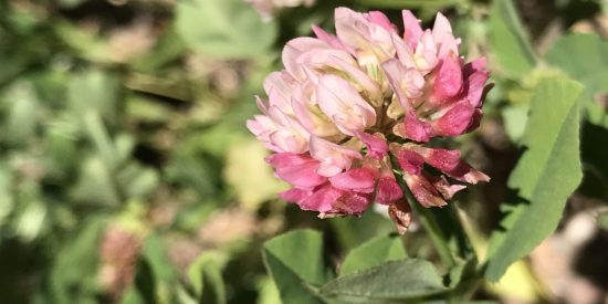 pink and white clover