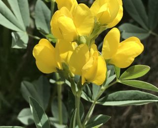 Yellow Pea shaped flower