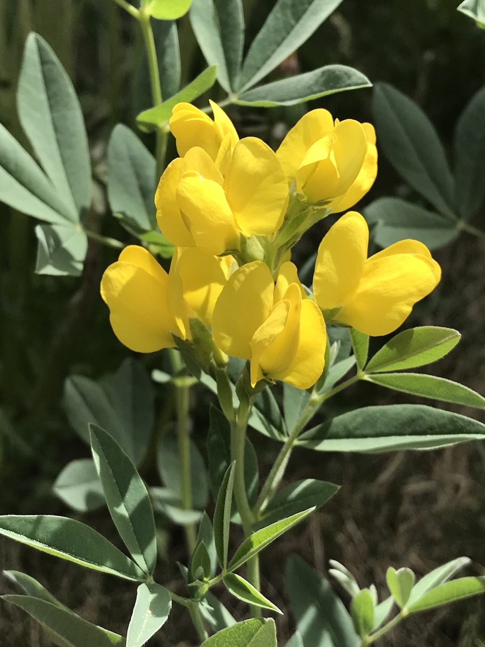 Golden Banner | Thermopsis montana | Colorado Wildflower