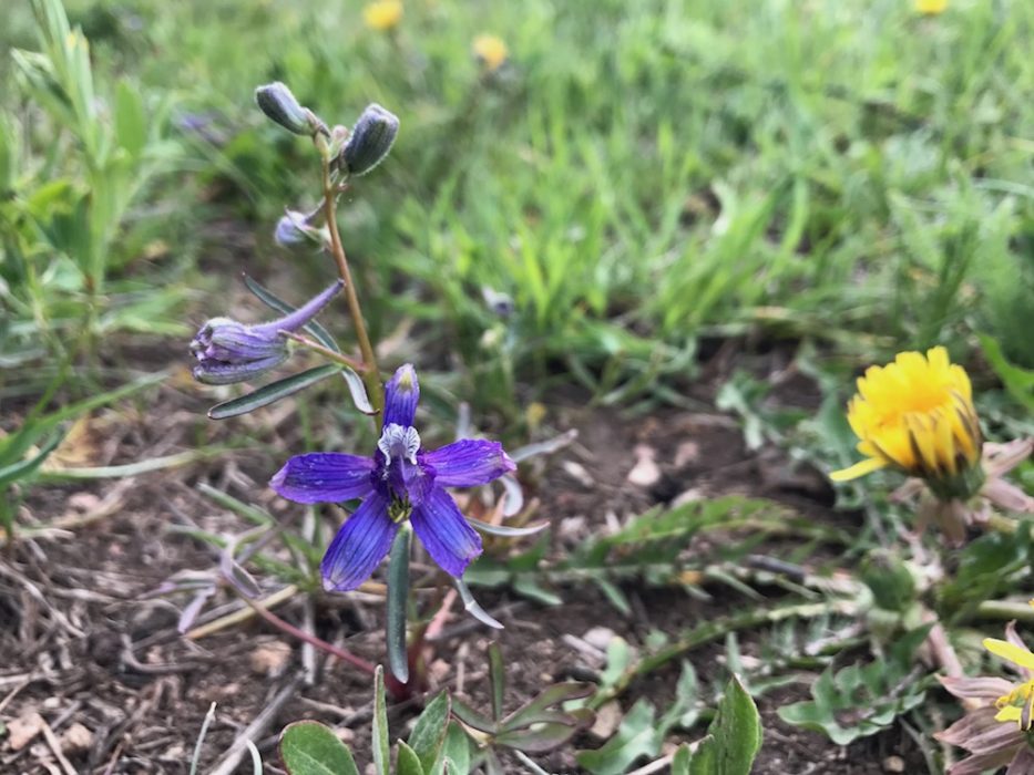 Purple Five petal flower Colorado's Wildflowers