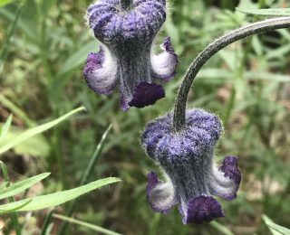 Purple Hairy Bell Shaped Flower