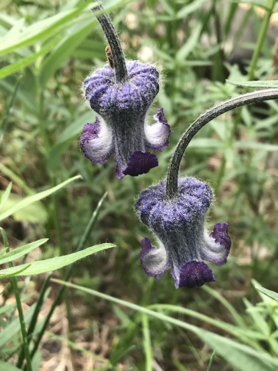 Purple Hairy Bell Shaped Flower