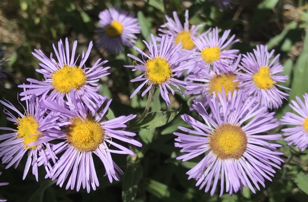 Alpine Daisy Plants | Aster alpinus | Colorado Wildflower