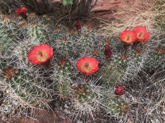 red cup shaped cactus