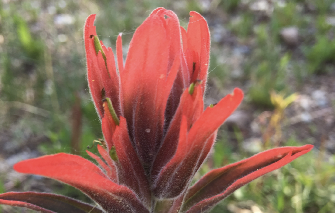 redpaintbrush Colorado's Wildflowers
