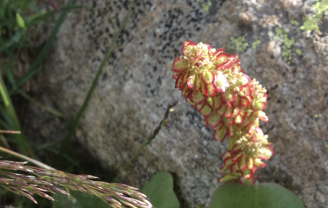 Alpine Mountainsorrel | Oxyria digyna (L.) Hill | Colorado ...