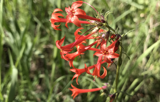 Red Trumpet Flower Scarlet Gilia