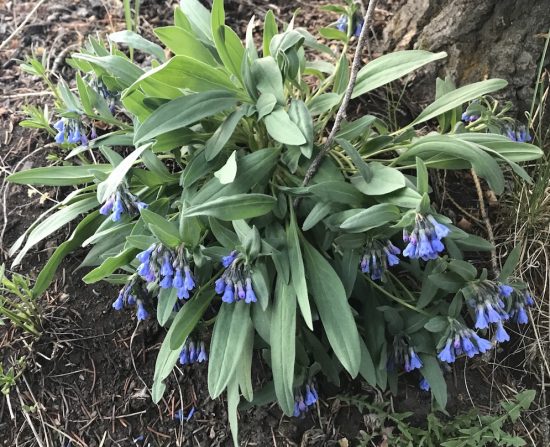 Short Bluebell flower