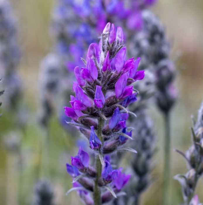 showy-locoweed | Colorado's Wildflowers