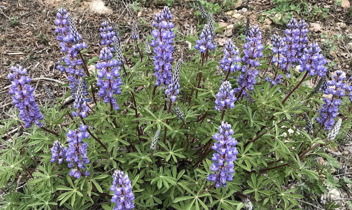 Silvery Lupine | Lupinus argenteus | Colorado Wildflower