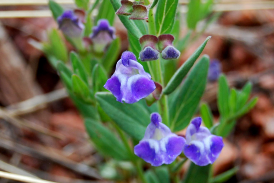 Purple odd shaped flower