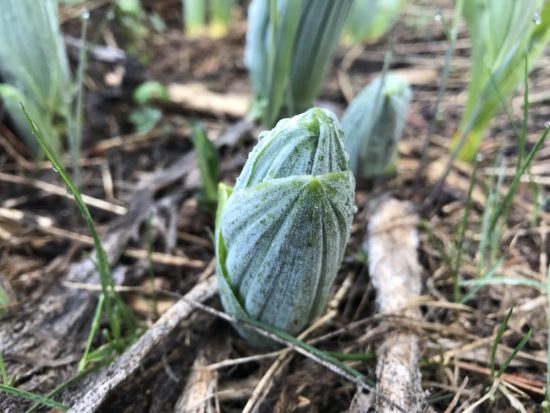 Early Skunk Cabbage
