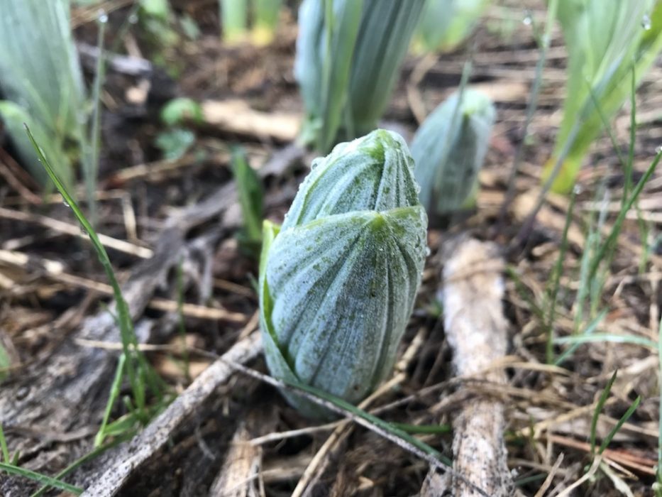 Early Skunk Cabbage | Colorado's Wildflowers