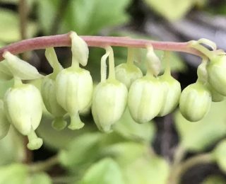 One-sided Wintergreen