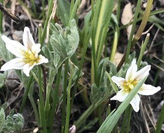 small white flower in alpine region