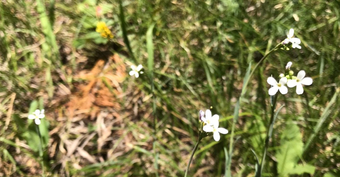 Small White 4 petal wildflower Colorado's Wildflowers