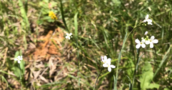 Small White 4 petal wildflower