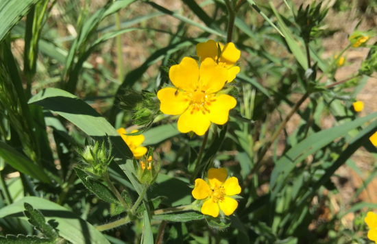 Small Yellow Notched flower