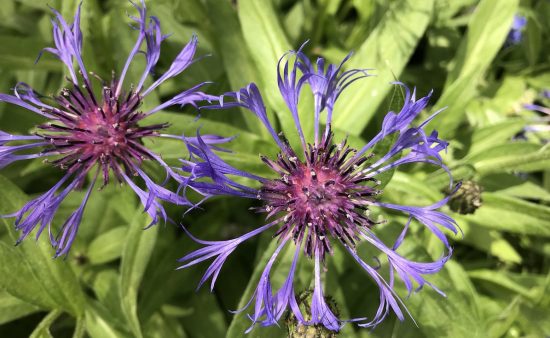 Spiky purple with magenta center