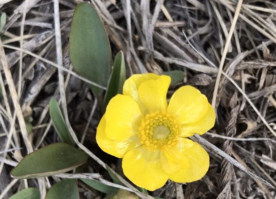 Early spring yellow buttercup