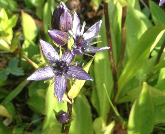 Star shaped purple wildflower