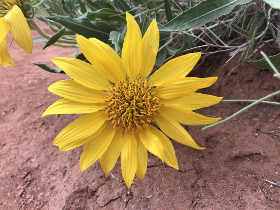 Sunflower in desert