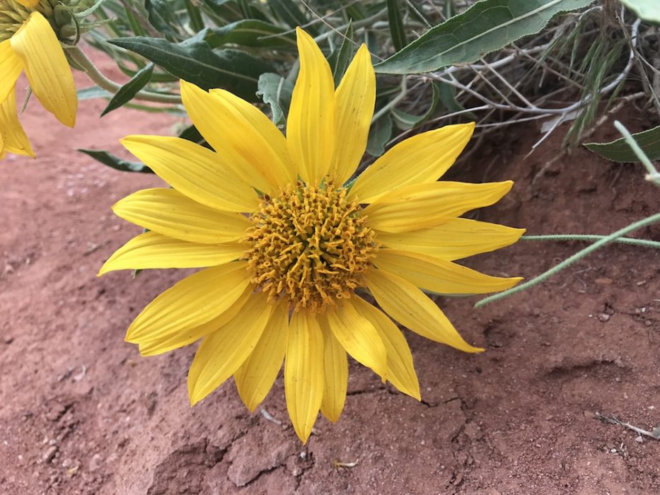 Sunflower in desert Colorado's Wildflowers