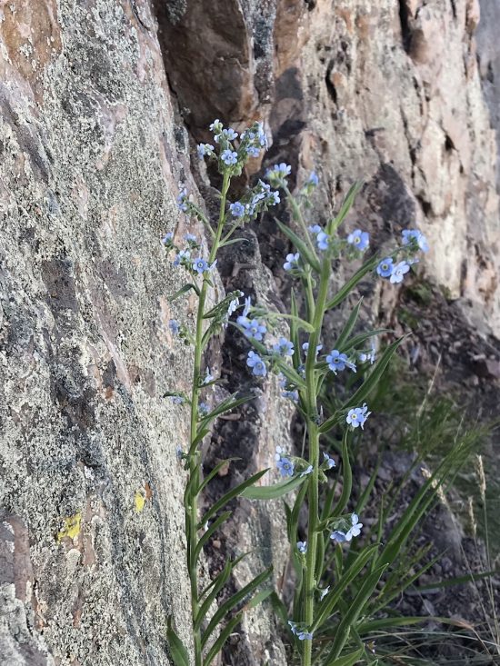 tall plant with blue flower