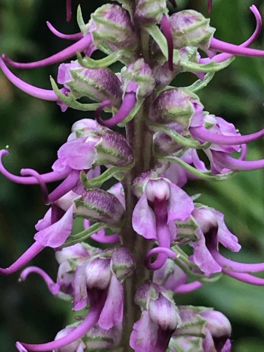 tall stalk with pink uniquely shaped flowers Colorado's Wildflowers