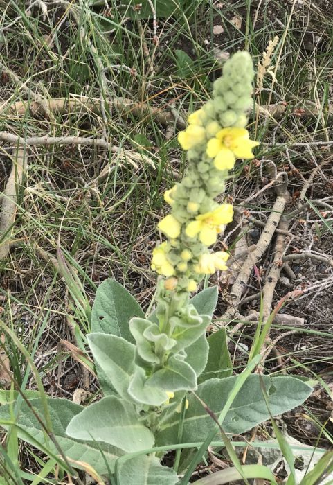 tall-stalk-with-yellow-flower-colorado-s-wildflowers