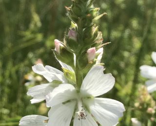 Tall white flower in meadows