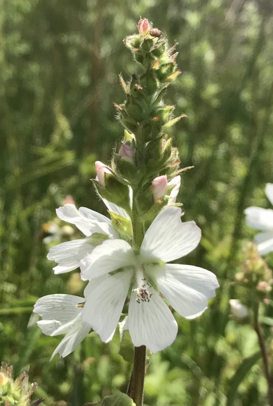 Tall white flower in meadows