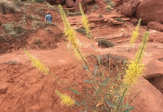 Tall Stalk of Yellow flower in desert