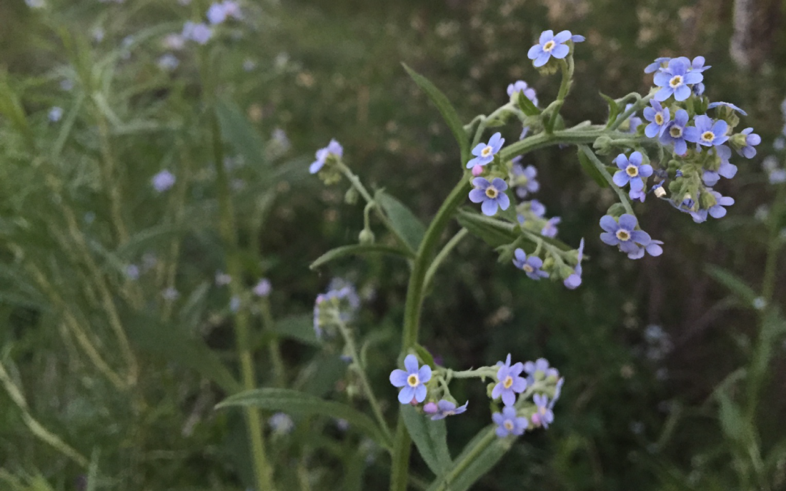 Tiny Blue Flower With Yellow Center Colorados Wildflowers 7263