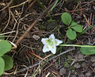 Small white nodding flower