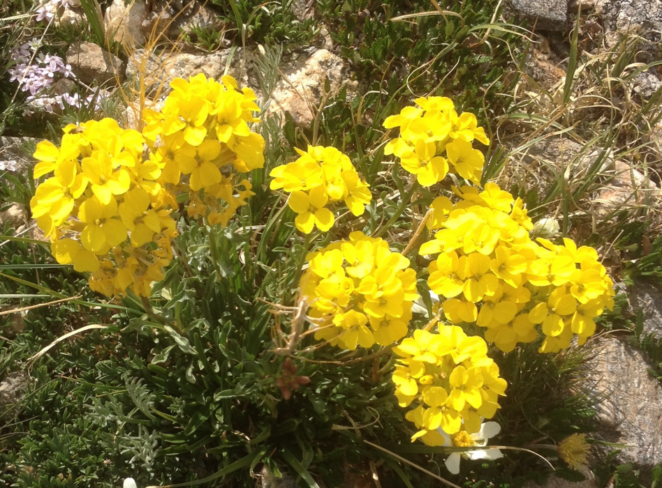 Western Wallflower Erysimum capitatum Colorado Wildflower