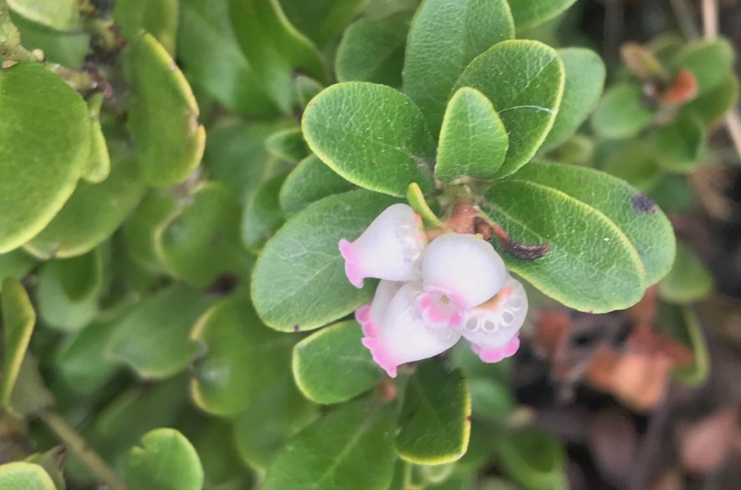 White Bell Shaped Flower Colorado's Wildflowers