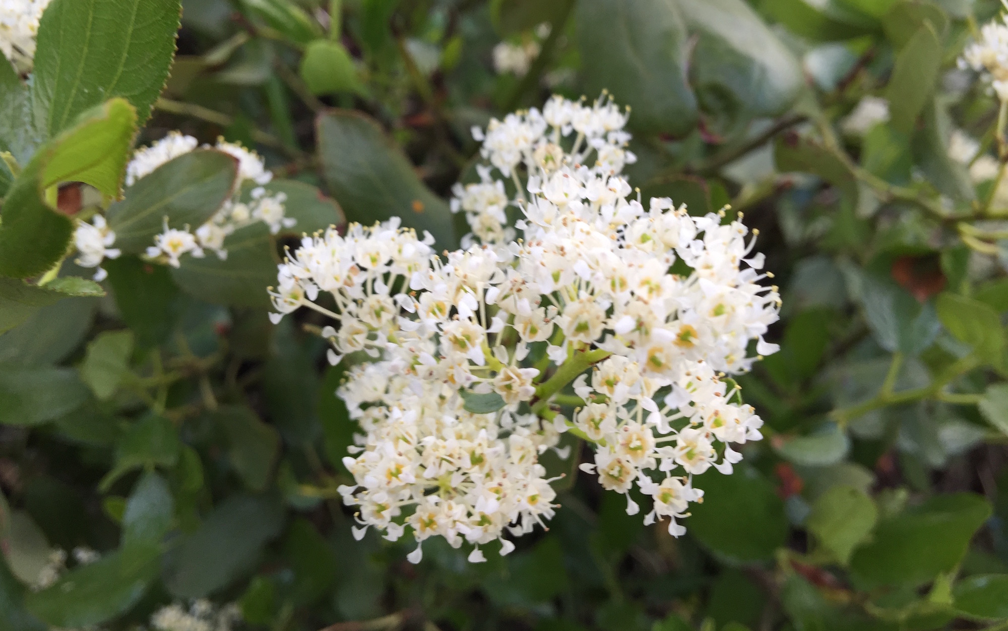 White Cluster Flower On A Bush Colorado s Wildflowers