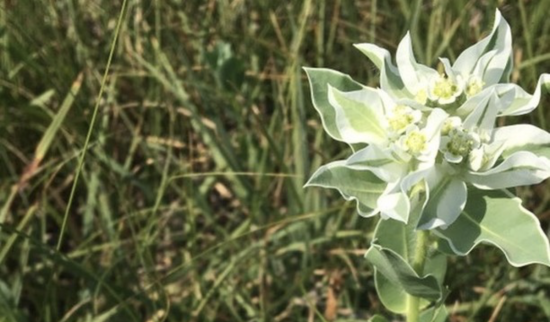 white and green wildflower in colorado