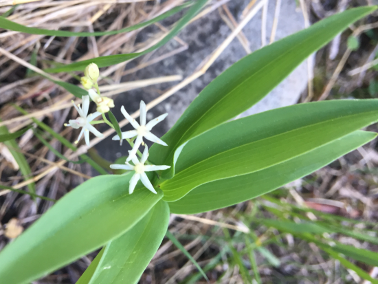 white star shaped wildflower
