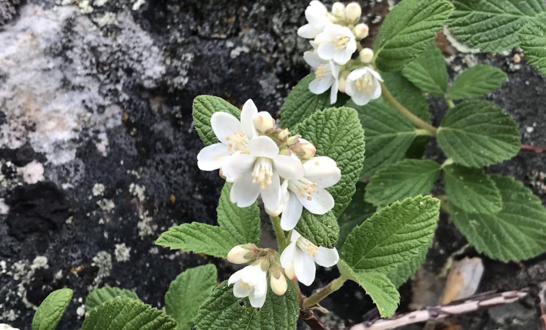 Wax Flower | Jamesia americana | Colorado Wildflower